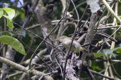 Macrosphenus concolor