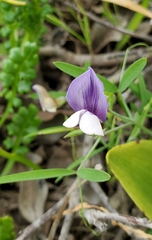 Lathyrus berteroanus