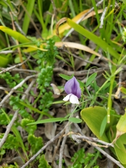 Lathyrus berteroanus