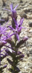 Liatris punctata mucronata