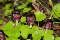 Corybas grumulus