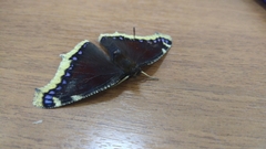 Nymphalis antiopa