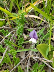 Lathyrus berteroanus