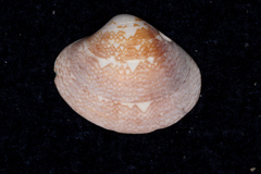 Veneridae