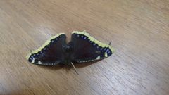 Nymphalis antiopa