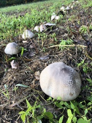 Stropharia rugosoannulata