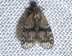 Bothriocera