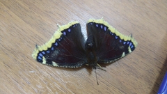 Nymphalis antiopa