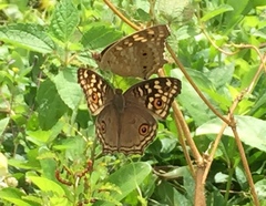 Junonia lemonias aenaria