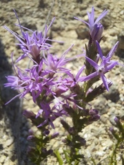 Liatris punctata mucronata