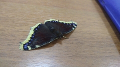 Nymphalis antiopa