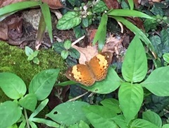 Cupha erymanthis lotis