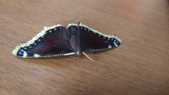 Nymphalis antiopa