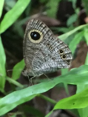 Ypthima baldus newboldi