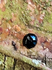 Coccinellidae