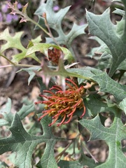 Grevillea dryophylla