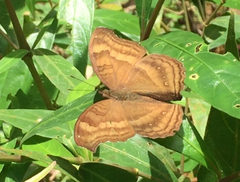 Junonia iphita