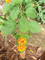 Lantana camara