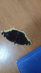 Nymphalis antiopa