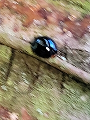 Coccinellidae