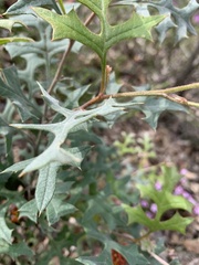 Grevillea dryophylla