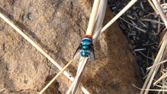 Chrysomya marginalis