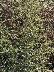 Salsola australis