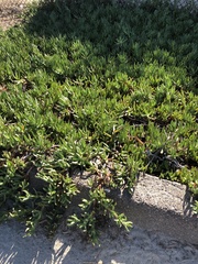 Carpobrotus edulis