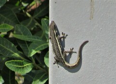 Lygodactylus capensis