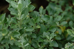 Chenopodium parabolicum