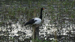 Anseranas semipalmata