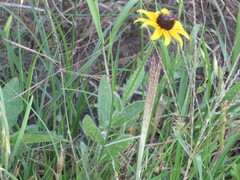 Rudbeckia hirta