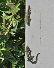 Lygodactylus capensis