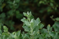 Chenopodium parabolicum
