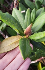 Rhododendron caucasicum