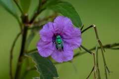 Euglossa