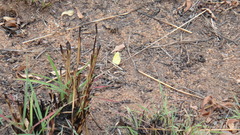 Eurema brigitta