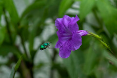 Euglossa