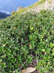 Rhododendron caucasicum