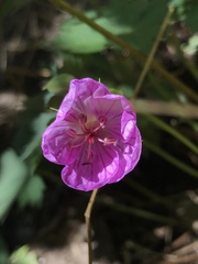 Geranium viscosissimum
