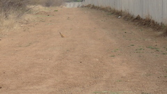 Cynictis penicillata