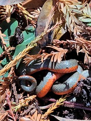 Diadophis punctatus vandenburgii