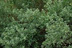 Chenopodium parabolicum