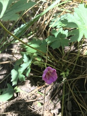Geranium viscosissimum