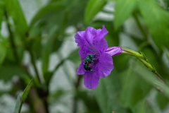Euglossa