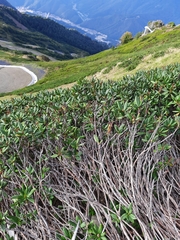 Rhododendron caucasicum