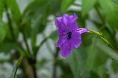 Euglossa