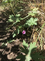 Geranium viscosissimum