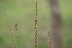 Reseda luteola