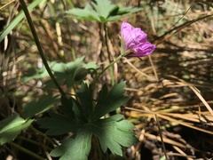 Geranium viscosissimum
